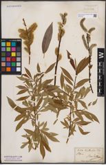 Foto von Salix daphnoides Vill.
